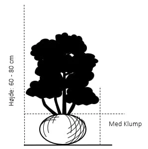 Hækthuja 'Holmstrup' Thuja Occidentalis 'Holmstrup' Med Klump,- 60-80 Cm. 2 Hækthuja 'Holmstrup' Thuja Occidentalis 'Holmstrup' Med Klump,- 60-80 Cm. - Billede 2