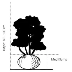 Cypres 'Ivonne' Chamaecyparis Lawsoniana 'Ivonne' Med Klump,- 80-100 Cm. -Osmosite Butik 103 med klump 80 100 cm d27b