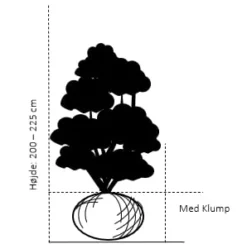 Storbladet Liguster Ligustrum Ovalifolium Med Klump,- 200-225 Cm. -Osmosite Butik 133 med klump 200 225 cm e4b6 1