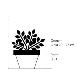 Almindelig Taks 'Brande Select' Taxus Baccata 'Brande Select' Potte 0,5 Liter, 20-25 Cm. 2 Almindelig Taks 'Brande Select' Taxus Baccata 'Brande Select' Potte 0,5 Liter, 20-25 Cm. - Billede 2