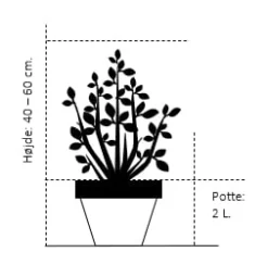Rishirse 'Prairie Sky' Panicum Virgatum 'Prairie Sky' Potte 2,0 Liter,- 40-60 Cm. -Osmosite Butik 195 potte 2 0 liter 40 60 cm 165f