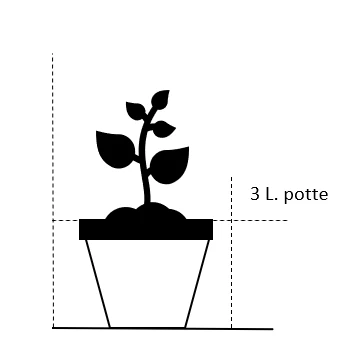 Elefantgræs 'Malepartus' Miscanthus Sinensis 'Malepartus' 3,0 Liter Potte 2 Elefantgræs 'Malepartus' Miscanthus Sinensis 'Malepartus' 3,0 Liter Potte - Billede 2
