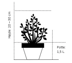 Benved 'Green Spire' Euonymus Micr. 'Green Spire' Potte 1,5 Liter,- 20-30 Cm. -Osmosite Butik 199 potte 1 5 liter 20 30 cm 4ab4