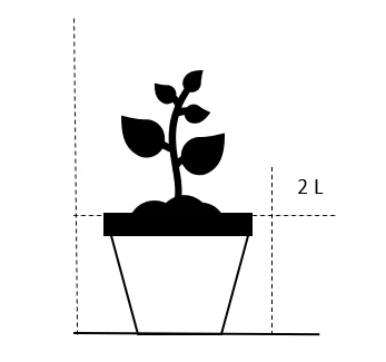 Stor Elefantgræs 'Giganteus' Miscanthus Sinensis 'Giganteus' Potte 2 Liter. 2 Stor Elefantgræs 'Giganteus' Miscanthus Sinensis 'Giganteus' Potte 2 Liter. - Billede 2
