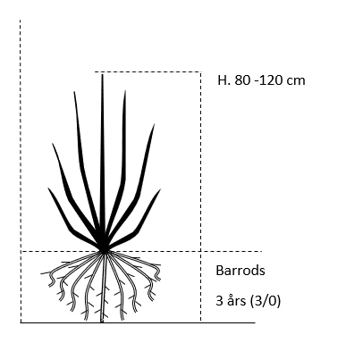 Rødbøg Til Hæk Fagus Sylvatica Purpurea Barrods,- 3 års (3/0) 80-120 Cm. 2 Rødbøg Til Hæk Fagus Sylvatica Purpurea Barrods,- 3 års (3/0) 80-120 Cm. - Billede 2