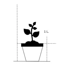 Bjørnegræs Festuca Gautieri (scoparia) 1 Liter Potte -Osmosite Butik 25 1 liter potte c4a2 20