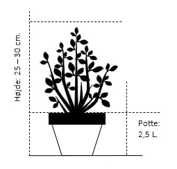 Storfrugtet Blåbær 'Elizabeth' Vaccinium Corymbosum 'Elizabeth' Potte 2,5 Liter, - 25-30 Cm. 2 Storfrugtet Blåbær 'Elizabeth' Vaccinium Corymbosum 'Elizabeth' Potte 2,5 Liter, - 25-30 Cm. - Billede 2