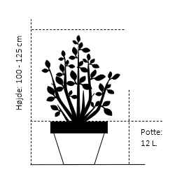 Engriflet Hvidtjørn Crataegus Monogyna Potte 12 Liter,- 100-125 Cm. 2 Engriflet Hvidtjørn Crataegus Monogyna Potte 12 Liter,- 100-125 Cm. - Billede 2