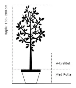Blomme 'Herman' Prunus Domestica 'Herman' 4-8 Grene, 130-170 Cm. 10 Liter Potte. (S.J.A.) -Osmosite Butik 39 potte a kvalitet hoejde 150 200 cm 557a 5