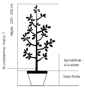 Sur Kirsebær Skyggemorel Prunus X Skyggemorel 4-8 Grene, 140-180 Cm. 10 Liter Potte 2 Sur Kirsebær Skyggemorel Prunus X Skyggemorel 4-8 Grene, 140-180 Cm. 10 Liter Potte - Billede 2