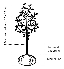 Æble 'Jonagold' Malus X 'Jonagold' Træ Med Sidegrene,- Stammeomkreds 20-25 Cm. Med Klump 2 Æble 'Jonagold' Malus X 'Jonagold' Træ Med Sidegrene,- Stammeomkreds 20-25 Cm. Med Klump - Billede 2