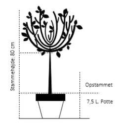 Japansk Abrikos Prunus Mume 'Beni-chi-dori' Opstammet 80 Cm. 7,5 Liter Potte