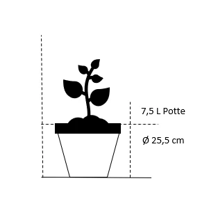 Storfrugtet Hassel 'Zellernød' Corylus Maxima 'Zellernød' 7,5 Liter Potte 2 Storfrugtet Hassel 'Zellernød' Corylus Maxima 'Zellernød' 7,5 Liter Potte - Billede 2