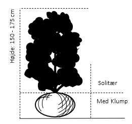 Almindelig Syren Syringa Vulgaris Solitær Busk 150-175 Cm. - Med Klump 2 Almindelig Syren Syringa Vulgaris Solitær Busk 150-175 Cm. - Med Klump - Billede 2