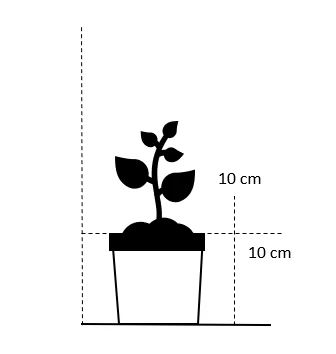 Vild Tranebær Vaccinium Oxycoccus 10 Cm. Potte 2 Vild Tranebær Vaccinium Oxycoccus 10 Cm. Potte - Billede 2