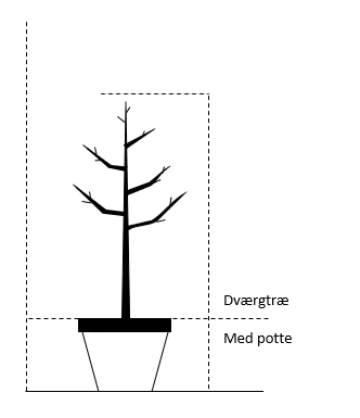 Blomme 'Jubileum' Prunus Domestica 'Jubileum' Dværgtræ, 3-5 Grene, 6,7 Liter Potte, 80-100 Cm. 2 Blomme 'Jubileum' Prunus Domestica 'Jubileum' Dværgtræ, 3-5 Grene, 6,7 Liter Potte, 80-100 Cm. - Billede 2