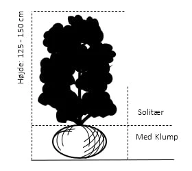 Grøn Berberis Til Hæk Berberis Thunbergii Solitær Busk 125-150 Cm., Med Klump 2 Grøn Berberis Til Hæk Berberis Thunbergii Solitær Busk 125-150 Cm., Med Klump - Billede 2