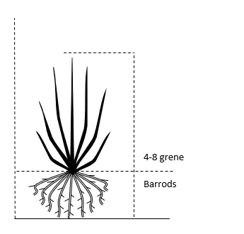 Ribs 'Jonkheer Van Tets' Ribes Rubrum 'Jonkheer Van Tets' Barrods,- 4-8 Grene 2 Ribs 'Jonkheer Van Tets' Ribes Rubrum 'Jonkheer Van Tets' Barrods,- 4-8 Grene - Billede 2
