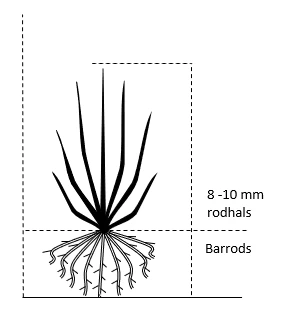 Sommer Hindbær 'Mormors Hindbær' Rubus Idaeus 'Mormorshallon' Barrods,- 8-10 Mm. Rodhals. 2 Sommer Hindbær 'Mormors Hindbær' Rubus Idaeus 'Mormorshallon' Barrods,- 8-10 Mm. Rodhals. - Billede 2