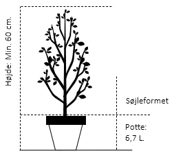SØJLEÆBLE 'STARCATS' Malus Domestica 'Starcats' Potte 6,7 Liter, Søjle Minimum 60 Cm. 2 SØJLEÆBLE 'STARCATS' Malus Domestica 'Starcats' Potte 6,7 Liter, Søjle Minimum 60 Cm. - Billede 2