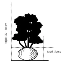 Buksbom 'Norðîc® Chicagoland Green' Buxus 'Norðîc® Chicagoland Green' Med Klump,- 30-40 Cm. -Osmosite Butik 88 med klump 30 40 cm d6cd
