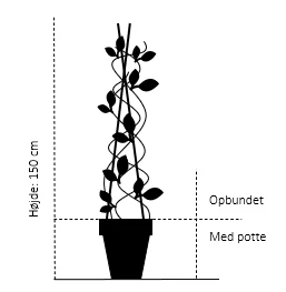 Ægte Kastanje 'Marigoule' Castanea Sativa 'Marigoule' Opbundet Til Ca. 150 Cm. Med Potte 2 Ægte Kastanje 'Marigoule' Castanea Sativa 'Marigoule' Opbundet Til Ca. 150 Cm. Med Potte - Billede 2
