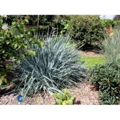 Blå Marehalm 'Blue Dune' Leymus Arenarius 'Blue Dune' 1 Liter Potte 10 Blå Marehalm 'Blue Dune' Leymus Arenarius 'Blue Dune' 1 Liter Potte -Osmosite Butik fi10290 leymus arenarius blue dune 14f0