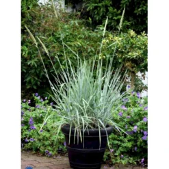 Blå Marehalm 'Blue Dune' Leymus Arenarius 'Blue Dune' 1 Liter Potte 11 Blå Marehalm 'Blue Dune' Leymus Arenarius 'Blue Dune' 1 Liter Potte -Osmosite Butik fi10290 leymus arenarius blue dune 85d8