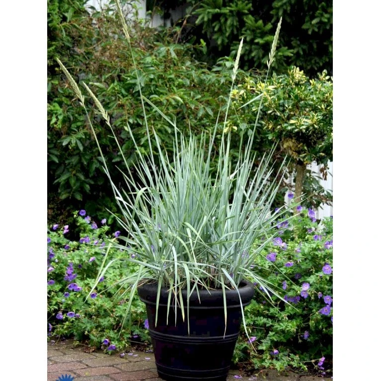 Blå Marehalm 'Blue Dune' Leymus Arenarius 'Blue Dune' 1 Liter Potte 6 Blå Marehalm 'Blue Dune' Leymus Arenarius 'Blue Dune' 1 Liter Potte - Billede 6