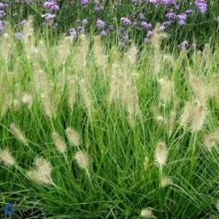 Lampepudsergræs 'Hameln' Pennisetum Alopecuroides 'Hameln' 1 Liter Potte -Osmosite Butik fi11051 pennisetum alopecuroides hameln 40c7