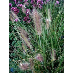 Lampepudsergræs 'Hameln' Pennisetum Alopecuroides 'Hameln' 1 Liter Potte -Osmosite Butik fi11051 pennisetum alopecuroides hameln 4908