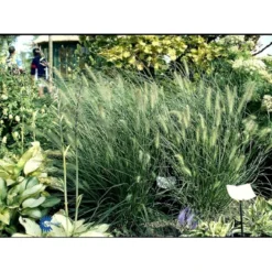 Lampepudsergræs 'Hameln' Pennisetum Alopecuroides 'Hameln' 1 Liter Potte -Osmosite Butik fi11051 pennisetum alopecuroides hameln 6e20
