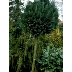 Blå Cypres Til Hæk Chamaecyparis Lawsoniana 'Columnaris' Potte 3,0 Liter,- 40-60 Cm. -Osmosite Butik fi1140 chamaecyparis laws columnaris b699