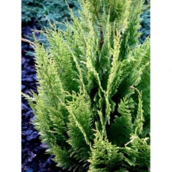Cypres 'Ivonne' Chamaecyparis Lawsoniana 'Ivonne' Med Klump,- 80-100 Cm. -Osmosite Butik fi1163 chamaecyparis laws ivonne 437d