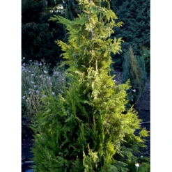 Cypres 'Ivonne' Chamaecyparis Lawsoniana 'Ivonne' Med Klump,- 80-100 Cm. -Osmosite Butik fi1163 chamaecyparis laws ivonne 7d70