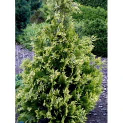 Cypres 'Ivonne' Chamaecyparis Lawsoniana 'Ivonne' Med Klump,- 80-100 Cm. -Osmosite Butik fi1163 chamaecyparis laws ivonne ee1d