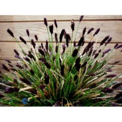 Mørk Blåaks Sesleria Heufleriana 10 Cm. Potte -Osmosite Butik fi12475 sesleria heufleriana c6c1