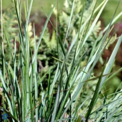 Mørk Blåaks Sesleria Heufleriana 10 Cm. Potte -Osmosite Butik fi12475 sesleria heufleriana e411