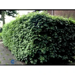 Naur Acer Campestre Solitær Busk 150-200 Cm. Høj,- 60-100 Cm. Bred. 19 Naur Acer Campestre Solitær Busk 150-200 Cm. Høj,- 60-100 Cm. Bred. -Osmosite Butik fi13628 acer campestre 10fa