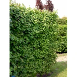 Naur Acer Campestre Solitær Busk 150-200 Cm. Høj,- 60-100 Cm. Bred. 18 Naur Acer Campestre Solitær Busk 150-200 Cm. Høj,- 60-100 Cm. Bred. -Osmosite Butik fi13628 acer campestre 5b8d