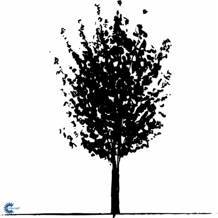 Naur Acer Campestre Solitær Busk 150-200 Cm. Høj,- 60-100 Cm. Bred. 6 Naur Acer Campestre Solitær Busk 150-200 Cm. Høj,- 60-100 Cm. Bred. - Billede 6