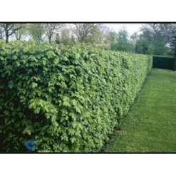 Naur Acer Campestre Solitær Busk 150-200 Cm. Høj,- 60-100 Cm. Bred. 16 Naur Acer Campestre Solitær Busk 150-200 Cm. Høj,- 60-100 Cm. Bred. -Osmosite Butik fi13628 acer campestre 9fb6