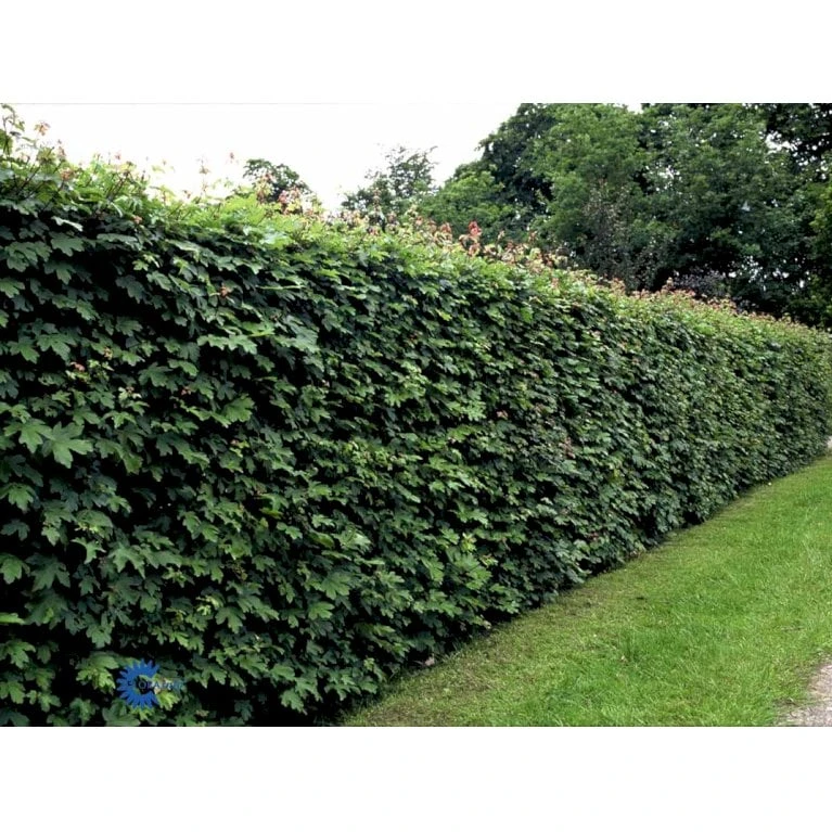 Naur Acer Campestre Solitær Busk 150-200 Cm. Høj,- 60-100 Cm. Bred. 8 Naur Acer Campestre Solitær Busk 150-200 Cm. Høj,- 60-100 Cm. Bred. - Billede 8