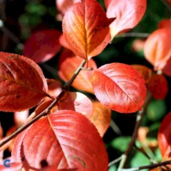 Storfrugtet Surbær Aronia Melanocarpa Solitær Busk 125-150 Cm., Med Klump -Osmosite Butik fi13767 aronia melanocarpa 2ada