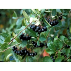 Storfrugtet Surbær Aronia Melanocarpa Solitær Busk 125-150 Cm., Med Klump -Osmosite Butik fi13767 aronia melanocarpa 5598