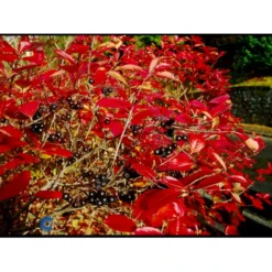 Storfrugtet Surbær Aronia Melanocarpa Solitær Busk 125-150 Cm., Med Klump -Osmosite Butik fi13767 aronia melanocarpa 906f