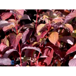 Rødgrenet Kornel 'Sibirica' Cornus Alba 'Sibirica' Barrods,- 1 års (0/1) 50-80 Cm. -Osmosite Butik fi14314 cornus alba sibirica 12d8