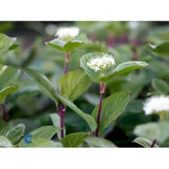 Rødgrenet Kornel 'Sibirica' Cornus Alba 'Sibirica' Barrods,- 1 års (0/1) 50-80 Cm. -Osmosite Butik fi14314 cornus alba sibirica 9caf