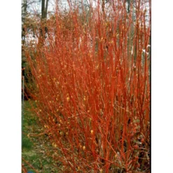 Rødgrenet Kornel 'Sibirica' Cornus Alba 'Sibirica' Barrods,- 1 års (0/1) 50-80 Cm. -Osmosite Butik fi14314 cornus alba sibirica add9