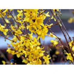Vårguld 'Lynwood' Forsythia Intermedia 'Lynwood' Barrods,- 2 års (0/2) 50-80 Cm. -Osmosite Butik fi14870 forsythia intermedia lynwood 0af1